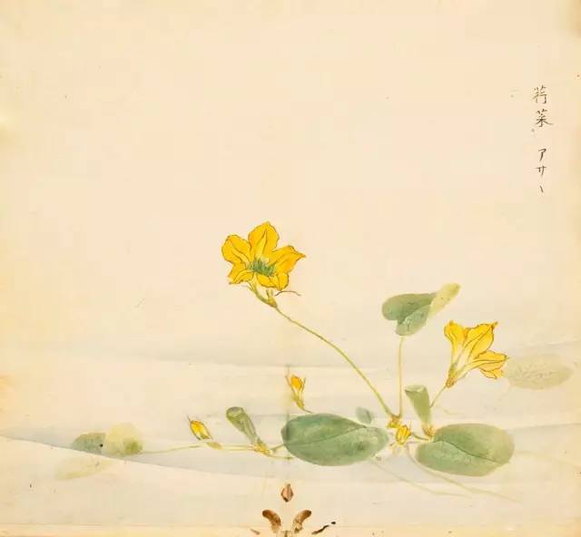 寻溯·花与草的诗情画意