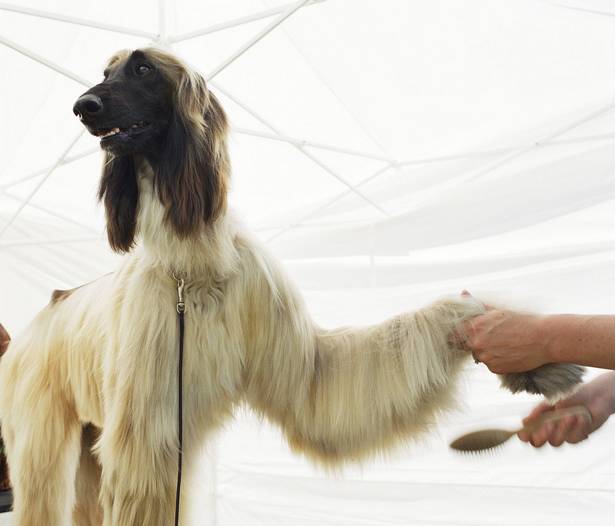 狗中美男子德牧,阿富汗猎犬最有气质的狗