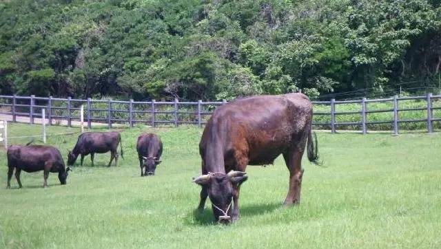 日本九州岛最值得去的地方,日本九州哪里好玩