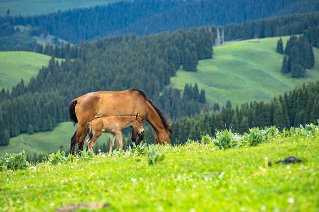 对不起，我去草原了，别再找我了……