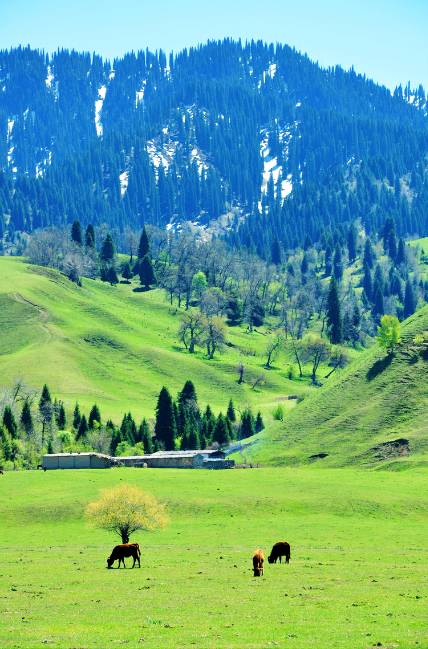 对不起，我去草原了，别再找我了……