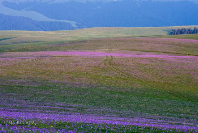 对不起，我去草原了，别再找我了……