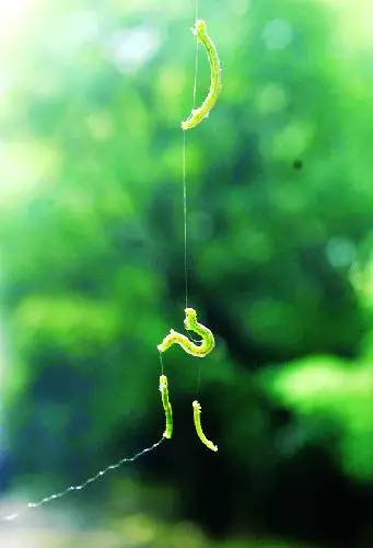 抓蚱蜢捉蜻蜓,捉蜻蜓和抓蜻蜓意思一样吗