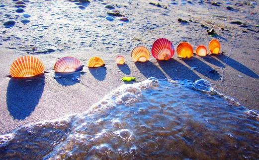 秦皇岛适合带狗去的地方,北戴河的民宿带狗的可以去吗