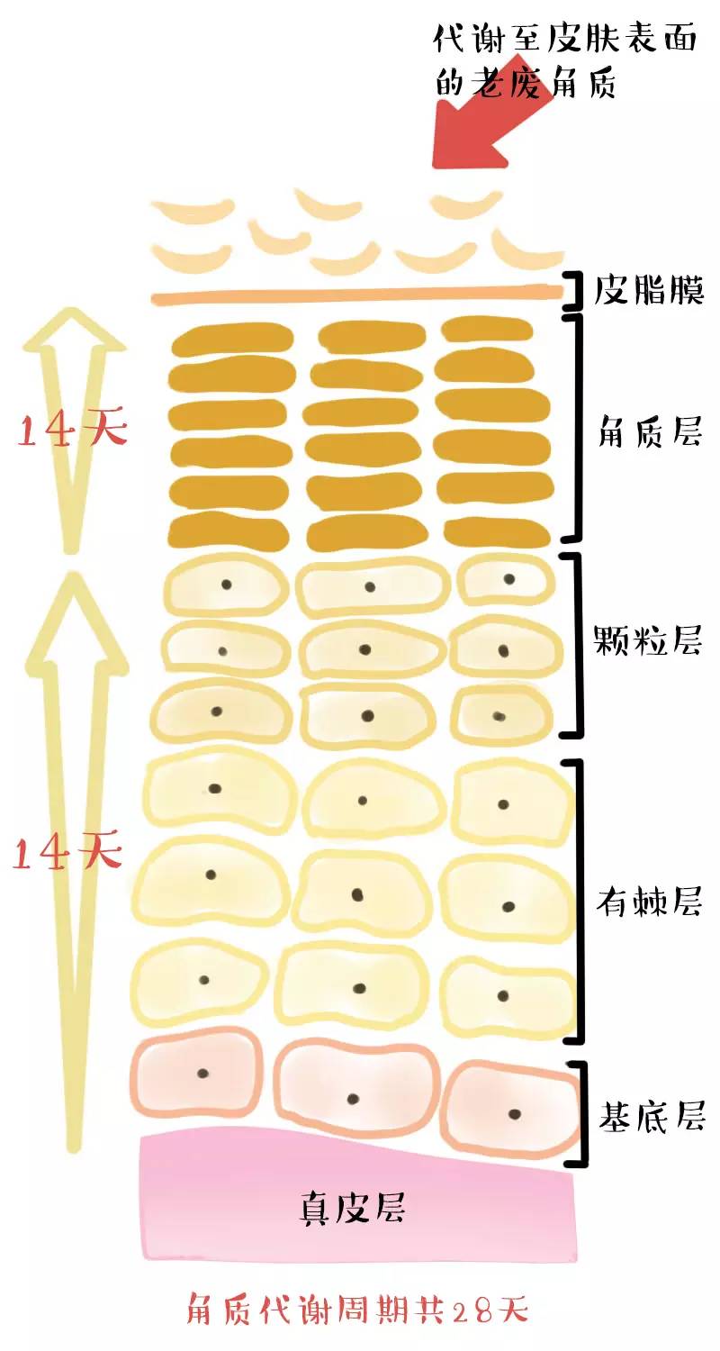 平价清洁面膜泥哪个牌子好,清洁面膜真实评测推荐