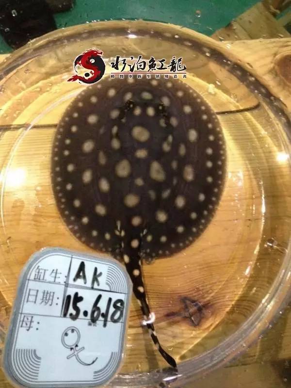 皇冠魟鱼一定蕾丝边吗,皇冠魟鱼繁殖难吗