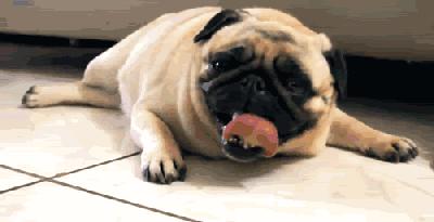 斑点狗长大了还会长出新的斑点吗,斑点狗刚出生的时候是长什么样的