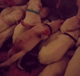 斑点狗长大了还会长出新的斑点吗,斑点狗刚出生的时候是长什么样的