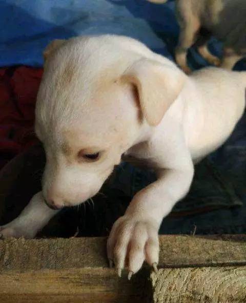 斑点狗长大了还会长出新的斑点吗,斑点狗刚出生的时候是长什么样的