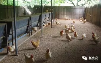 喝“活水”长大的飞凤鸡味道更浓郁?