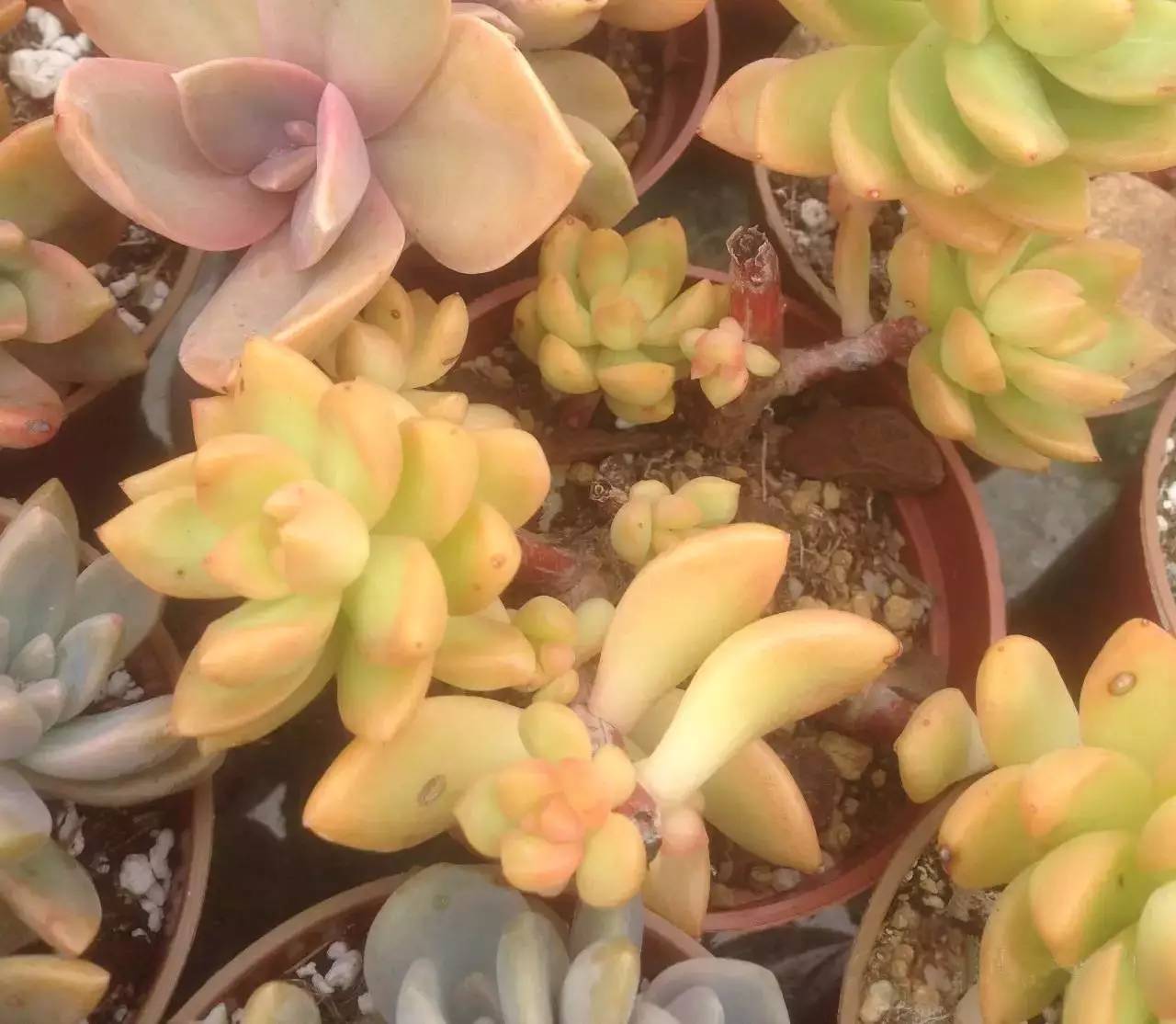 黄丽难养吗,黄丽怎么养