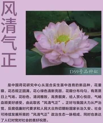 独爱莲花,美文欣赏余秋雨笔下的爱