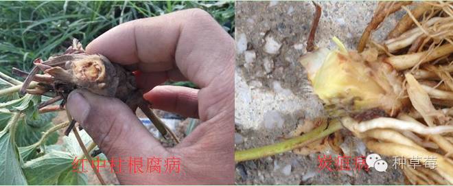 草莓炭疽病在叶片上的症状,草莓炭疽病的防治方法