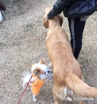 狗子好不容易和金毛女神独处，动情关键时刻竟然尿了！现场日狗真是……