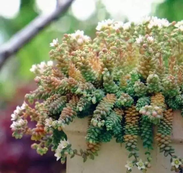 姬星美人和旋叶姬星美人的区别,姬星美人怎么养才能更旺盛