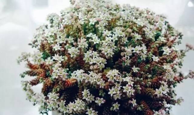 姬星美人和旋叶姬星美人的区别,姬星美人怎么养才能更旺盛