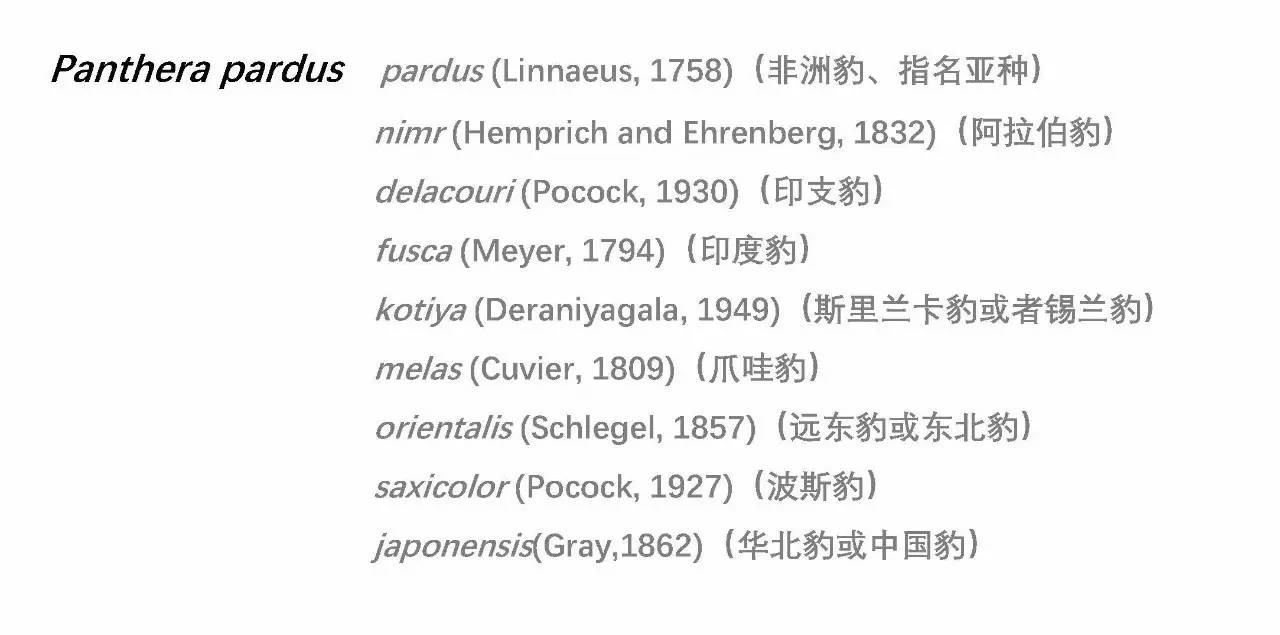 华北豹亚种,华北豹亚种什么意思