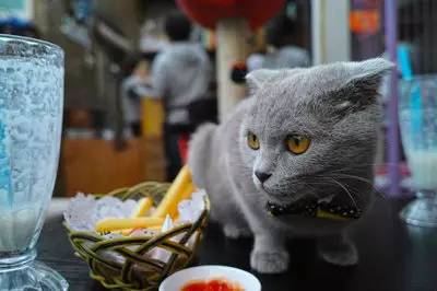 动物们开始工作,动物们开始冒险