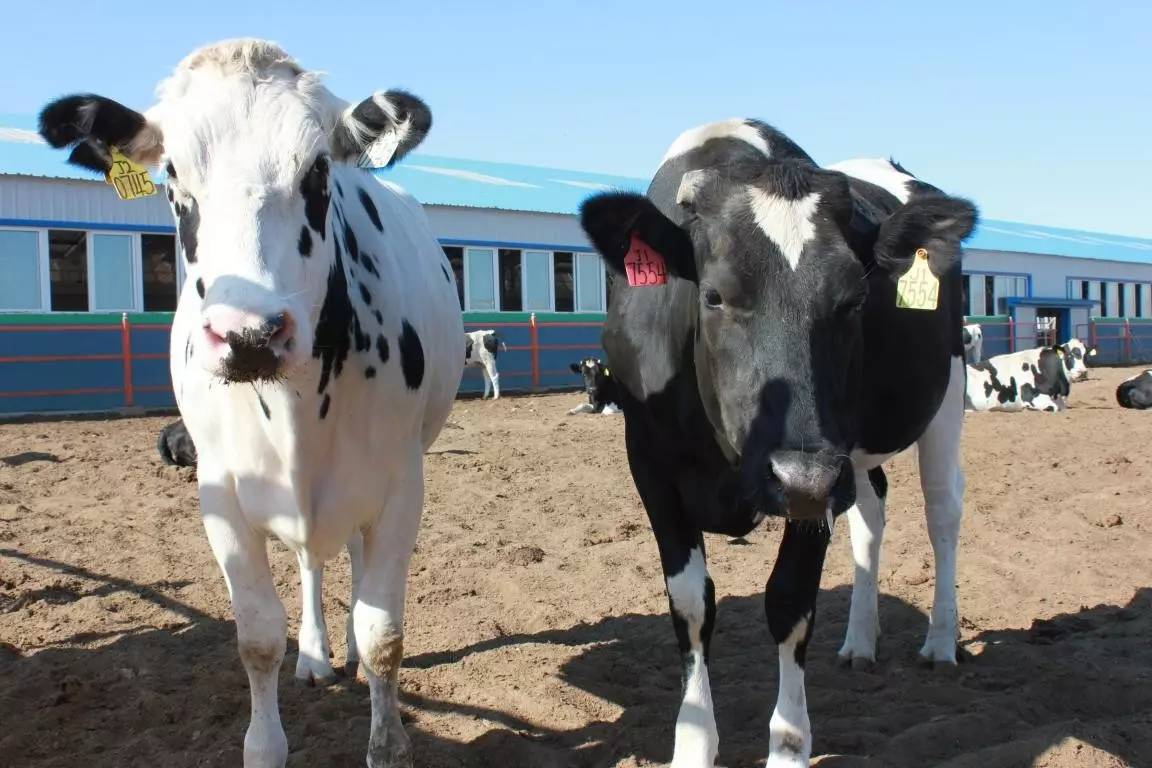 圣牧有机奶治沙,圣牧高科奶业公司