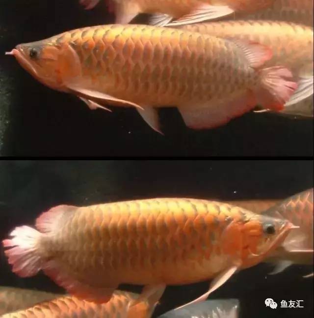 看看邻国玩家是怎么养龙的