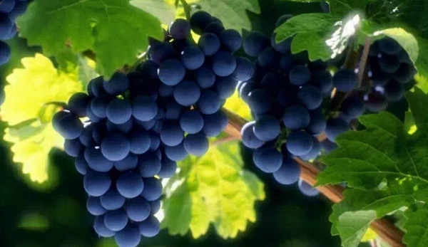 长沙葡萄采摘,长沙天露葡萄采摘时间