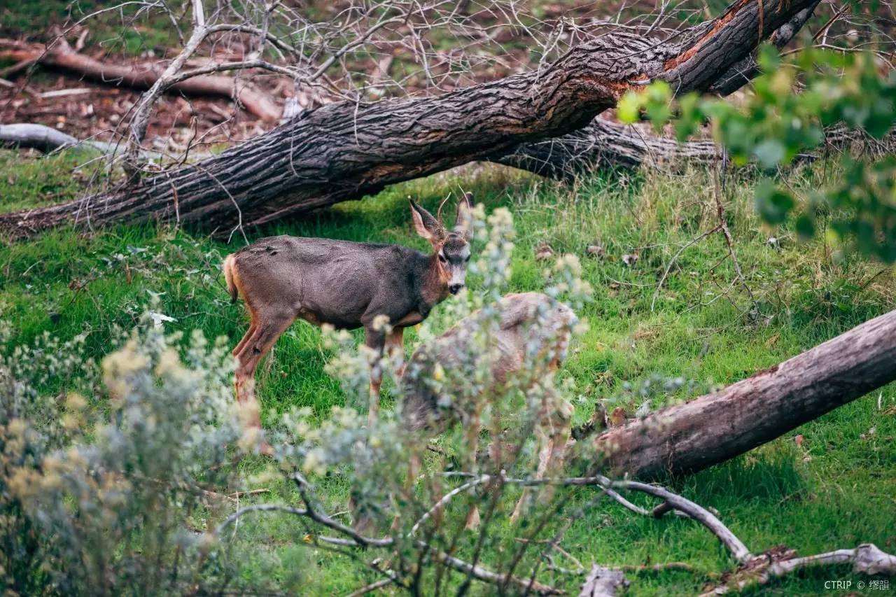 拉斯维加斯的魅力与神秘,拉斯维加斯神秘之城梦幻之旅