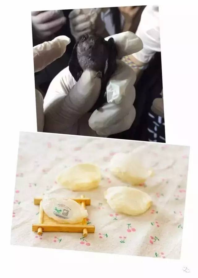 燕窝该怎么挑选,燕窝怎么挑才快又干净