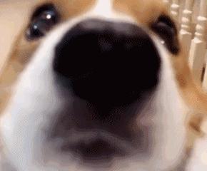 「福利」这周末有一场和宠物的约会等你来，小布送票送助攻→