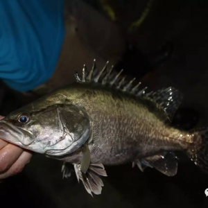 鳜鱼行业,低门槛的行业面临淘汰