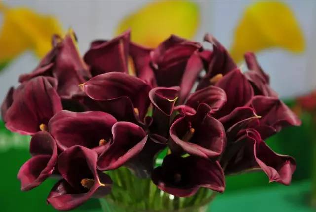 彩色马蹄莲花养殖注意事项,彩色马蹄莲养了三年为啥不开花