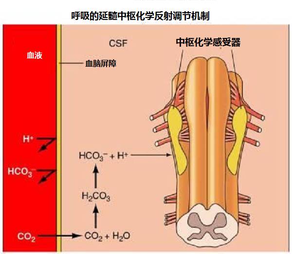 人有可能通过憋气自杀吗？