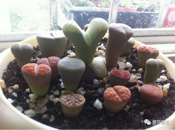 生石花最好养的品种,生石花品种大全图谱和价格