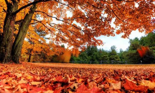 沈阳最美赏枫地最新开放,沈阳附近赏枫