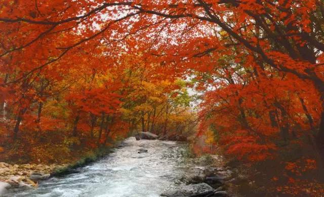 沈阳最美赏枫地最新开放,沈阳附近赏枫
