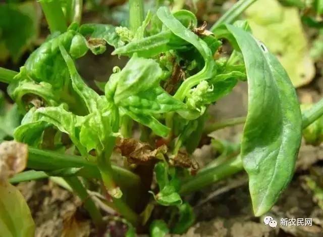 菠菜病害防治方法,大棚菠菜病害如何管理