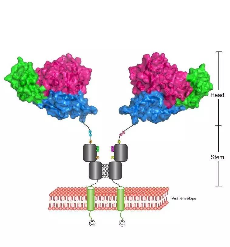 蜱虫病哪年出现的,蜱虫病来自哪里