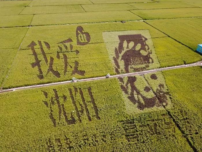 沈阳稻梦空间稻田,沈阳稻梦空间