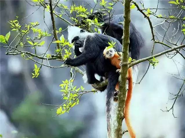 广西山清水秀的县,广西美丽的风景山清水秀