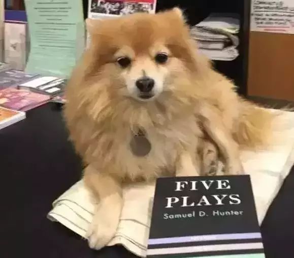 狗狗当老板有模有样,狗狗开店当老板