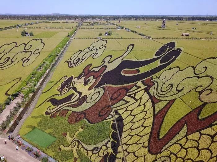 沈阳稻梦空间稻田,沈阳稻梦空间