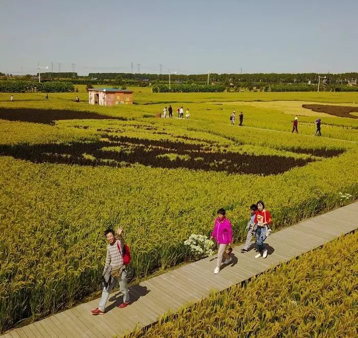 沈阳稻梦空间玉米,沈阳有稻梦空间吗