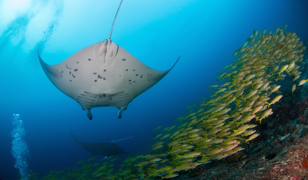 从入门级到朝圣级，职业潜水教练告诉你船宿该怎么选