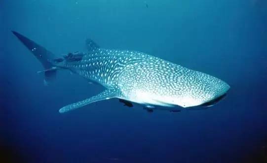 船宿潜水要什么水平,从零开始的潜水教练