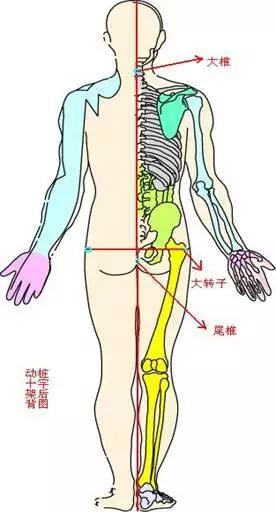 第917期｜骨架与平衡！人体架子是练好太极拳的大问题（推荐阅读）