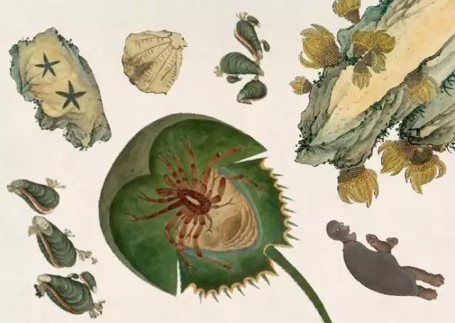 大千世界无奇不有这种鱼你见过吗,世界之大无奇不有鱼都会走路