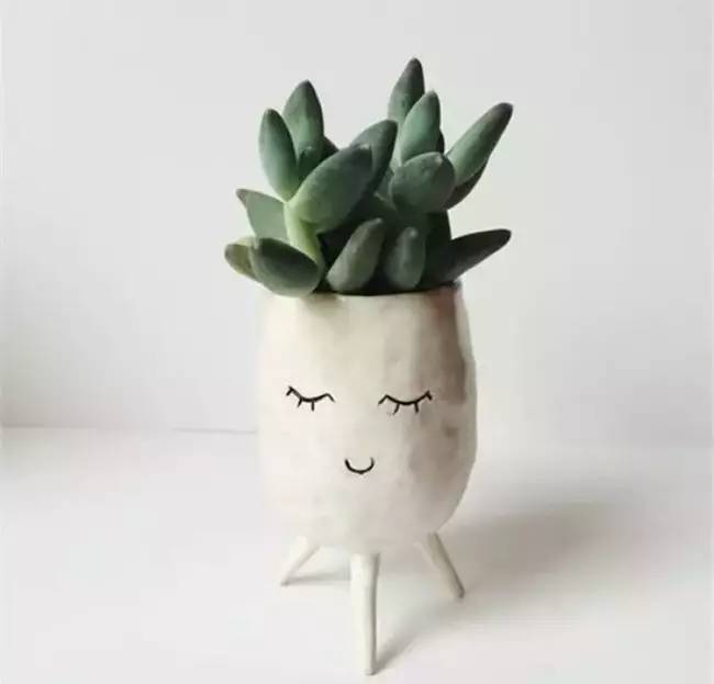 为什么韩国的多肉出名,韩国多肉为什么那么美