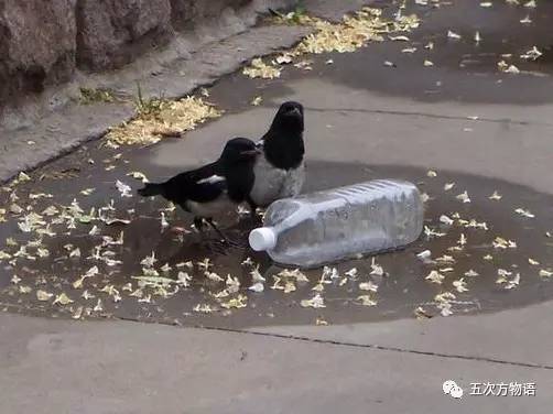 七夕节的所有资料与起源,动物有七夕节吗