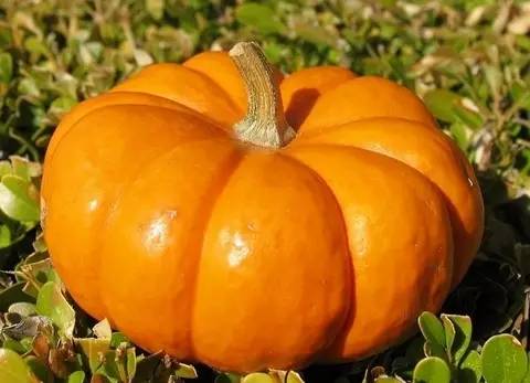 南瓜不要和什么食物同吃,南瓜禁止和什么同食