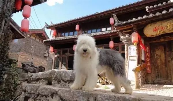 狗狗当销售部老总,狗狗当老板