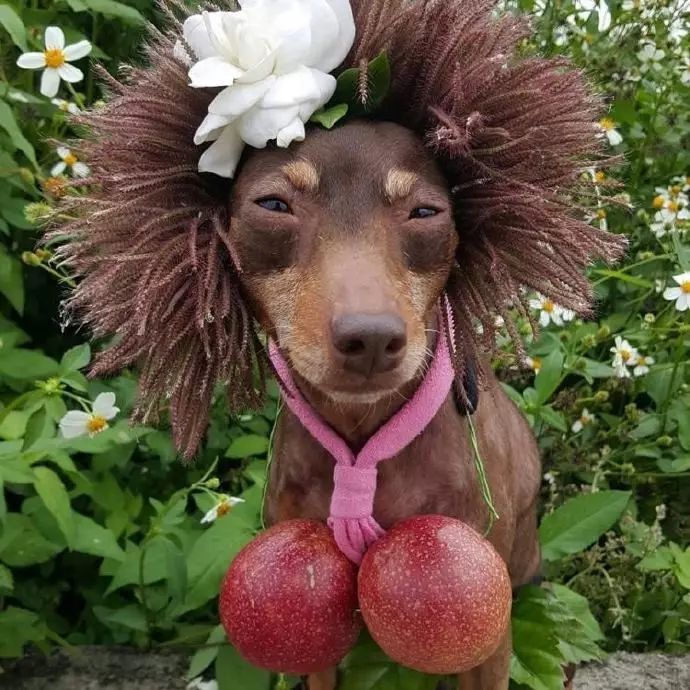 狗狗当销售部老总,狗当老板的店视频